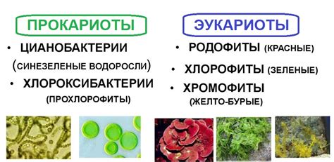 водоросли как биоиндикаторы и фитоиндикаторы